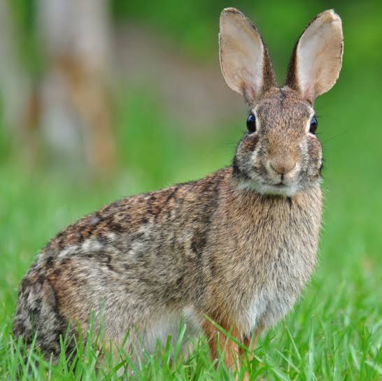 Eastern Cottontail Rabbit